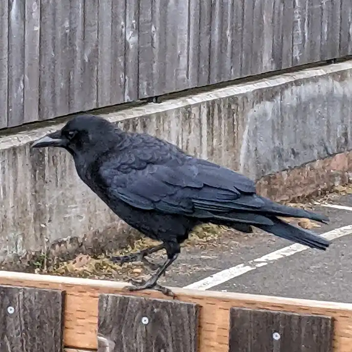 Reuben the crow on a fence