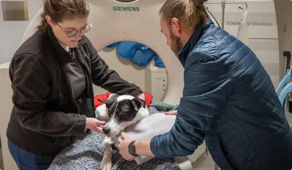 Staff-prepping-dog-for-ct-scan