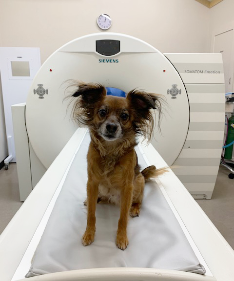 cute dog sitting on the CT machine