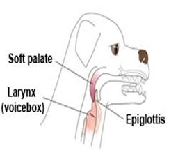 diagram of a dogs throat