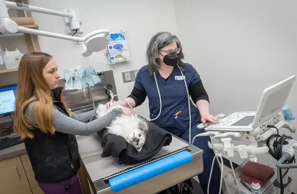 Dr. Collete preforming an ultrasound